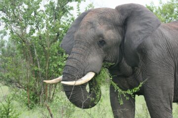 Elefant - im Wald wo er hingehört